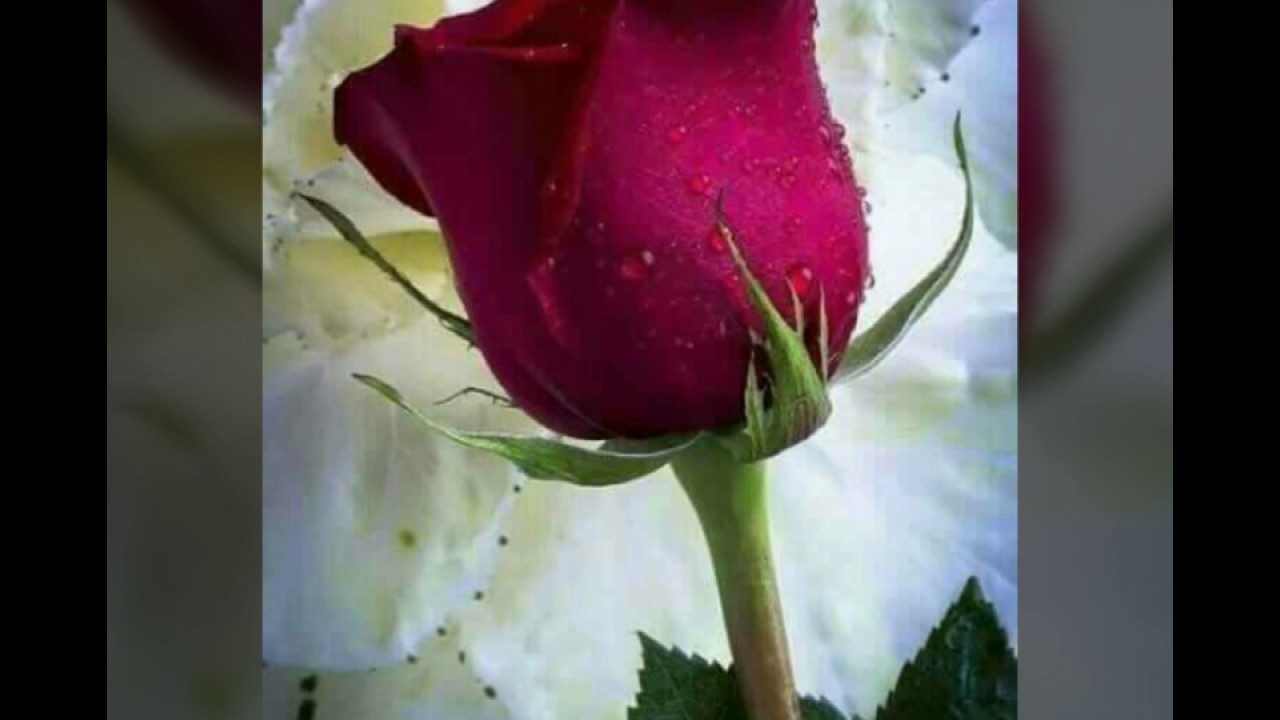 heart touching words saying by tahir nazir fm 100