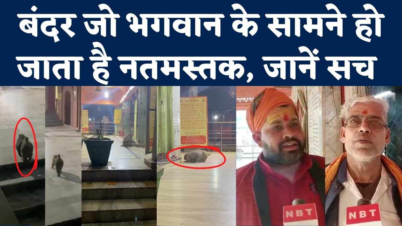 Budheshwar Mahadev Mandir में ये Monkey रोज करता है दर्शन, भगवान हनुमान का वानर रूप | Lucknow | NBT