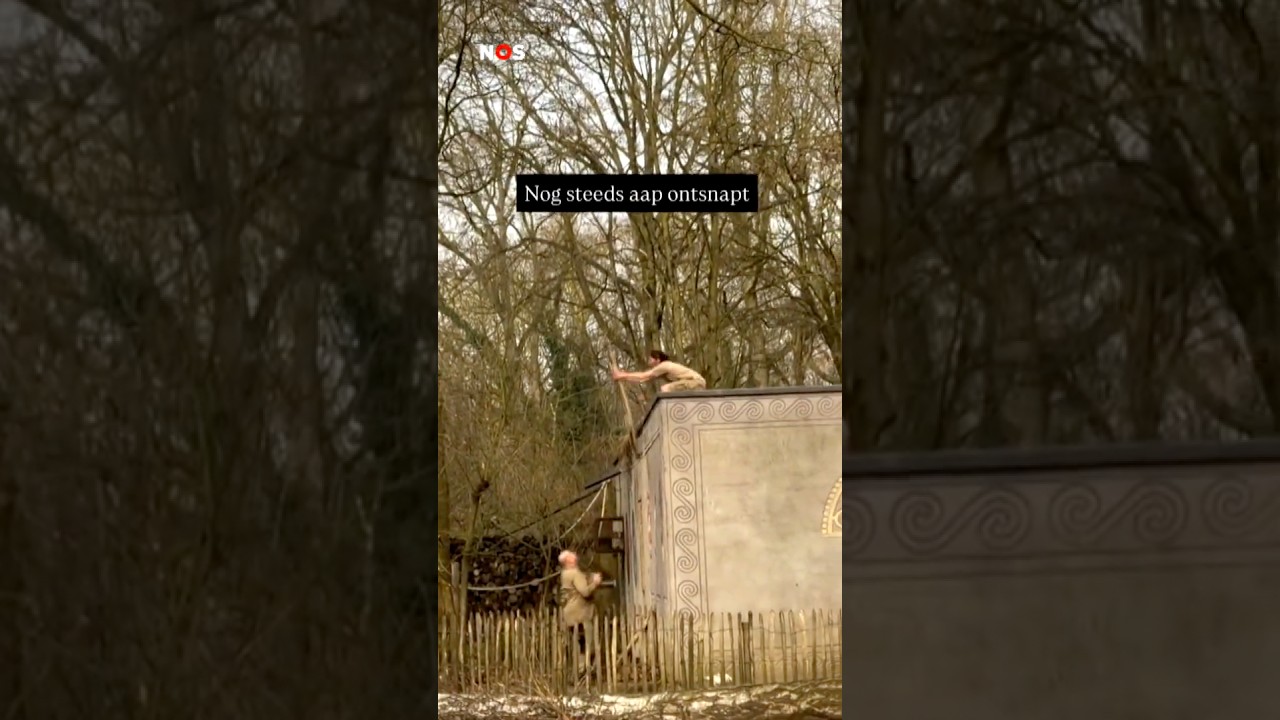 Goudkopleeuwaapje ontsnapt uit Belgische dierentuin