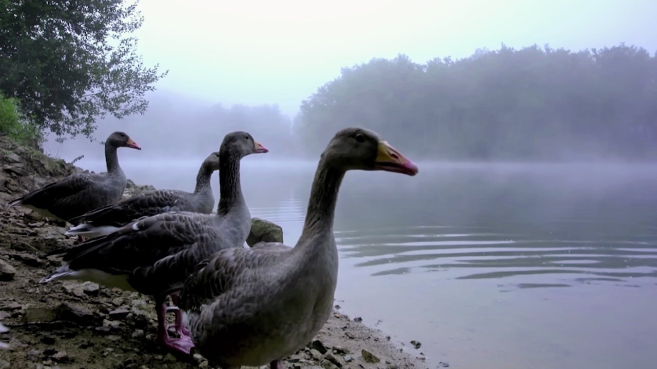 Дикая Франция