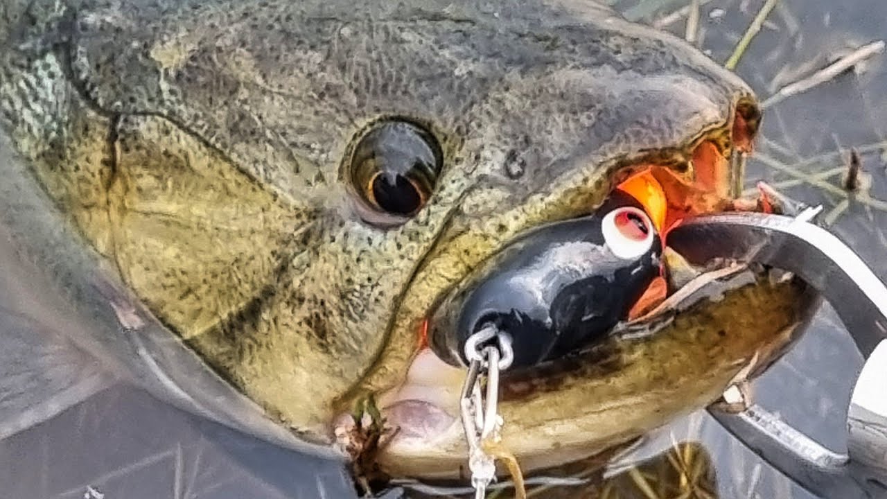 UMA ISCA SALVOU A PESCARIA DE TRAIRA NO INVERNO - O FRIO BATEU