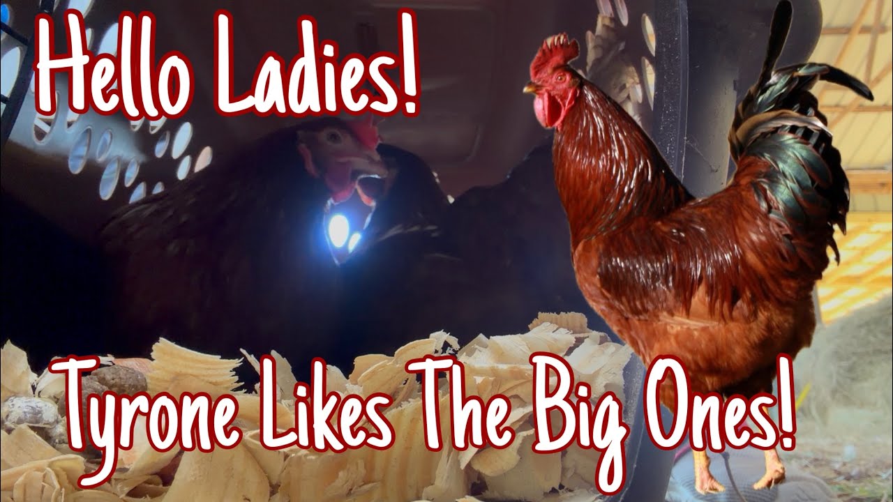 Tyrone Likes the Big Ladies! 