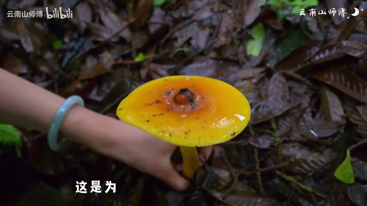 I strayed into the depths of the rainforest and took away a basket of mushrooms. I picked mushrooms