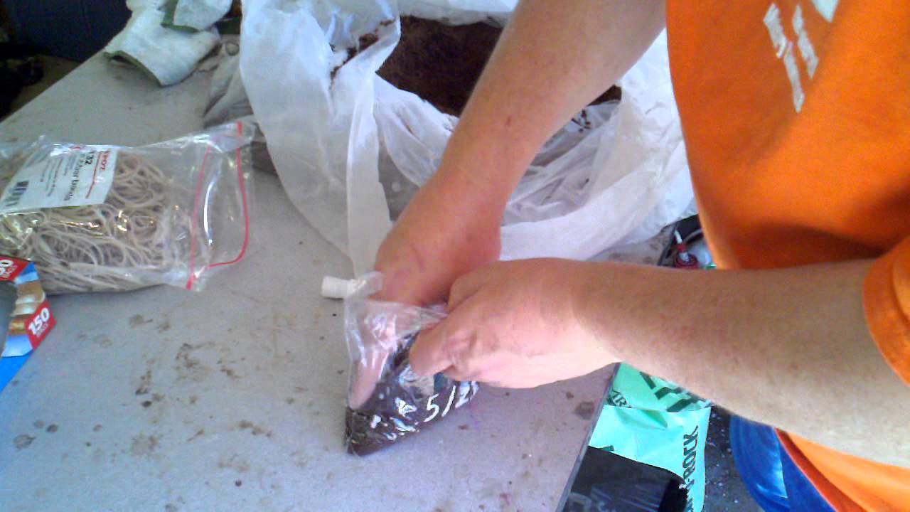 Bag rooting plumeria cutting demonstration:  Part 1