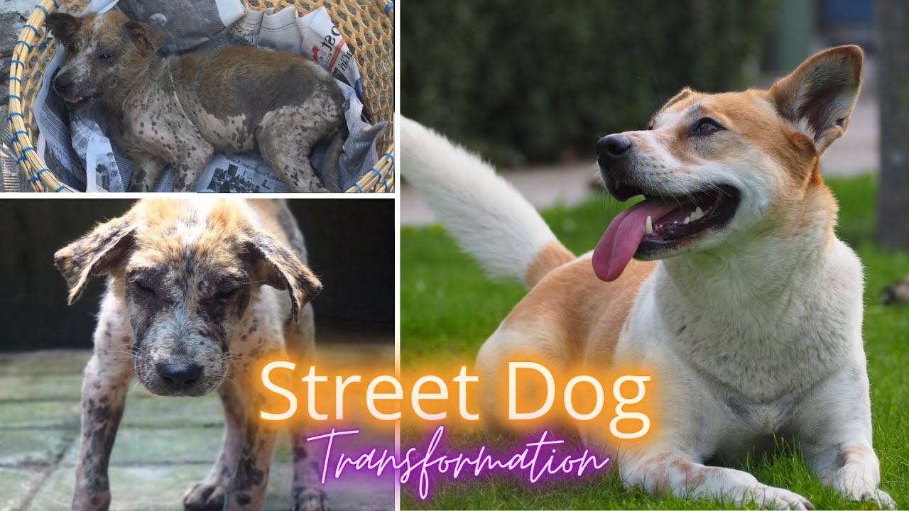 Street Dogs amazing transformation after rescue | Puppy close to deat recovery