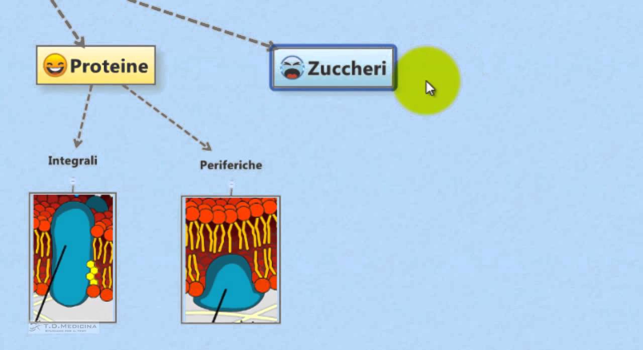 2.5. Membrana cellulare struttura, funzioni, composizione.