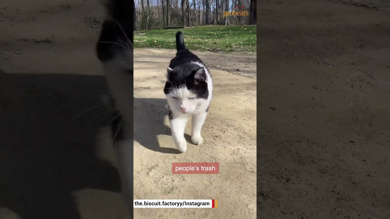 Senior street cat gets a sweet retirement