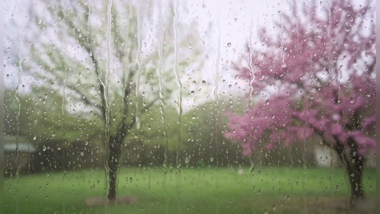 Spring Rain & Blackbird Song (3 Hours Ambient) | 3 години релаксу: Весняний дощ та спів дрозда 🌧️