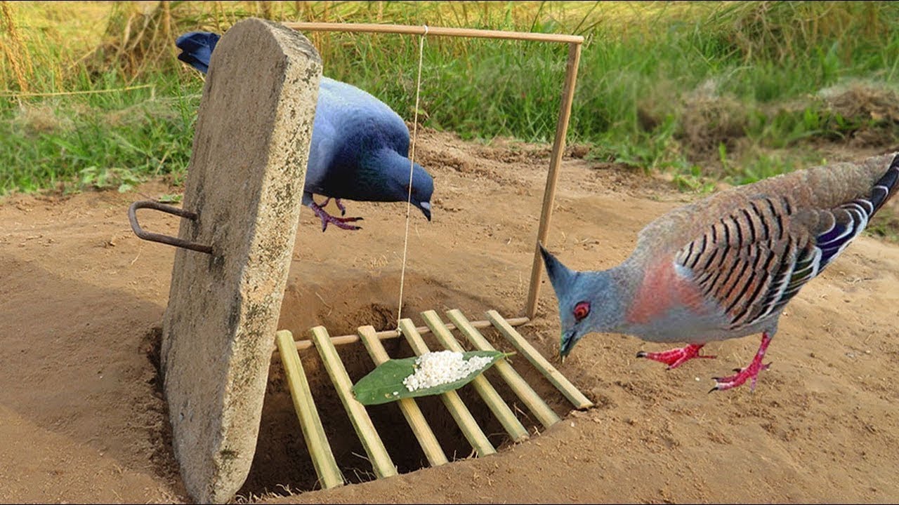 Awesome Creative-Quick Bird Trap Using  Deadfall - Easy Bird Trap 100% by men