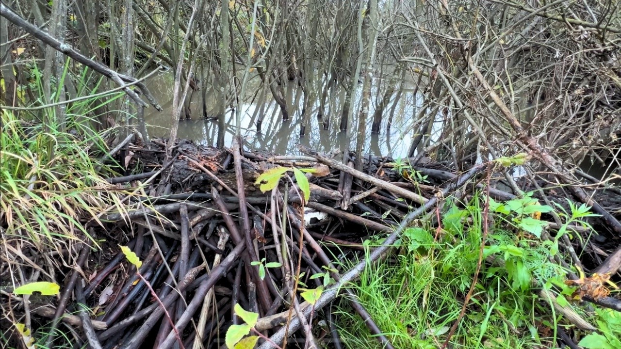 Unblocking a Drainage Canal  Beaver Dam Made of Roots, Vines & Willows