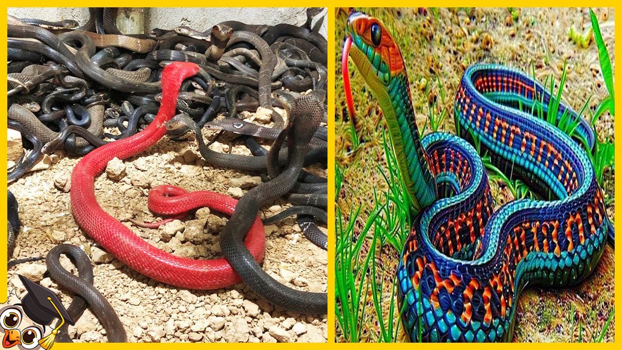 10 Serpenti Più Rari Del Mondo