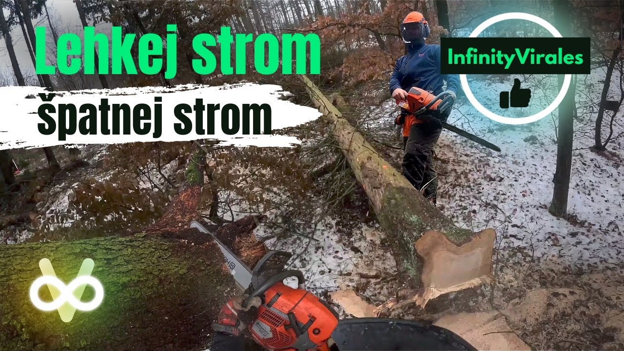 Za co to drží... | Husqvarna 572XP, těžba dřeva |