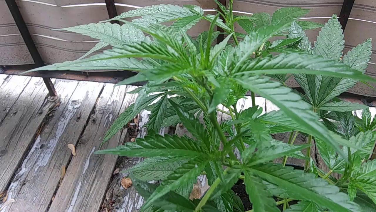 Balcony weed.