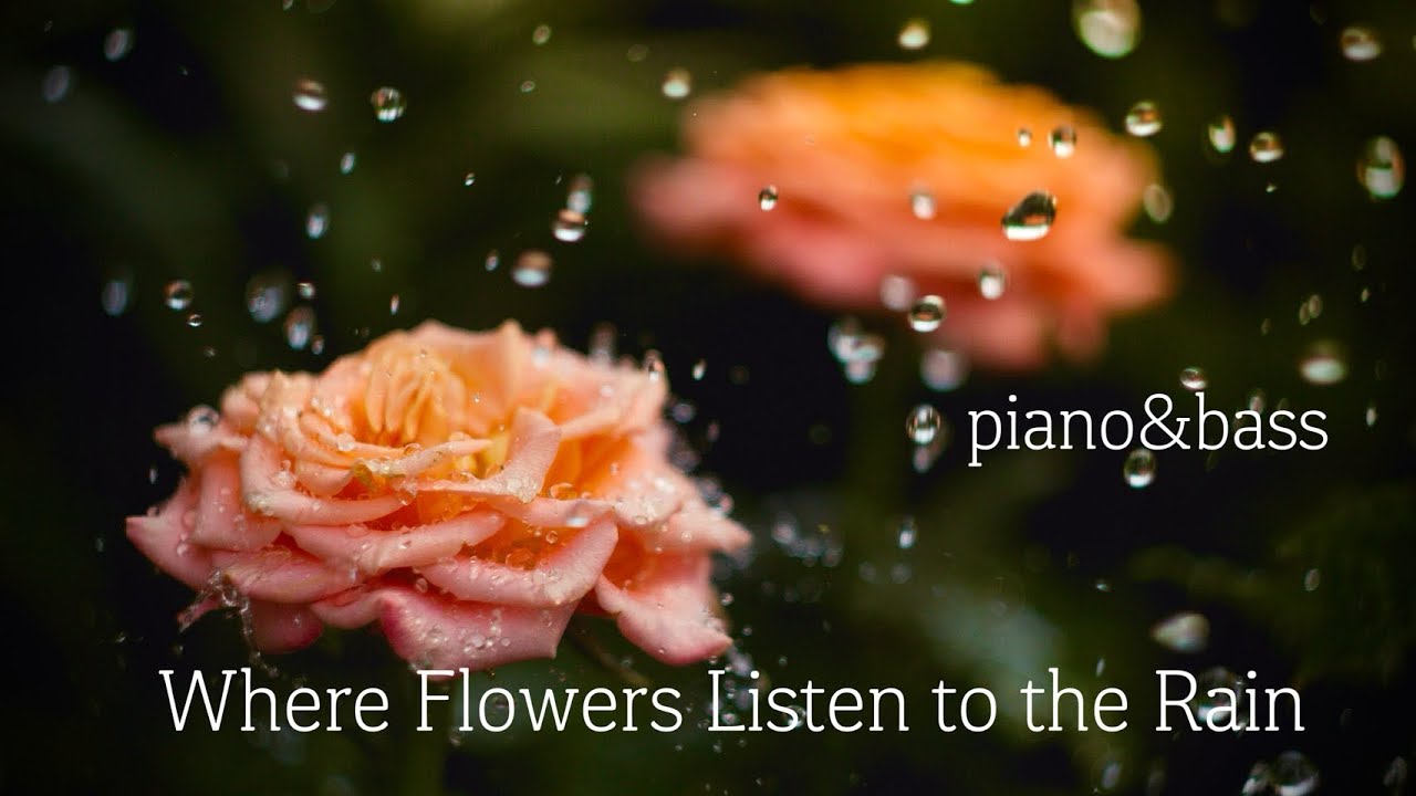 Where Flowers Listen to the Rain | Piano & Bass BGM