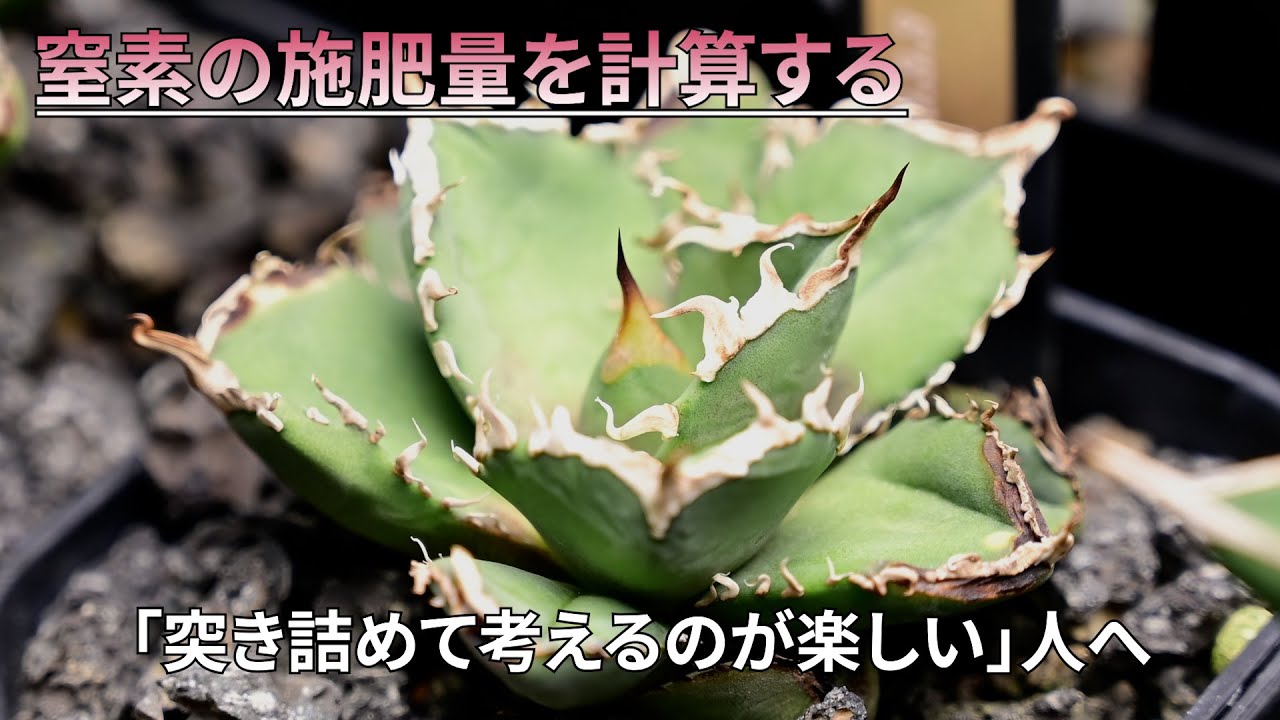窒素の施肥量計算＋鉢と用土と肥料の関係性　アガベチタノタ【#植物管理編】
