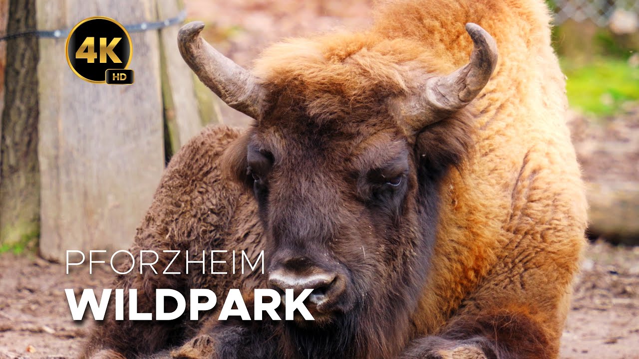Wildpark Pforzheim - 4K