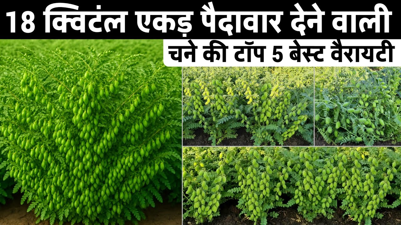 चने की सबसे अच्छी किस्में | Chane ki Top 5 best variety | chane ki variety chickpea variety 2025/26