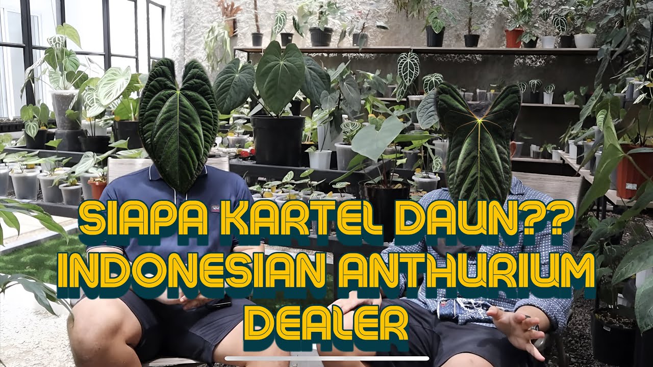 KARTEL DAUN: INDONESIAN ANTHURIUM DEALER - EP 99