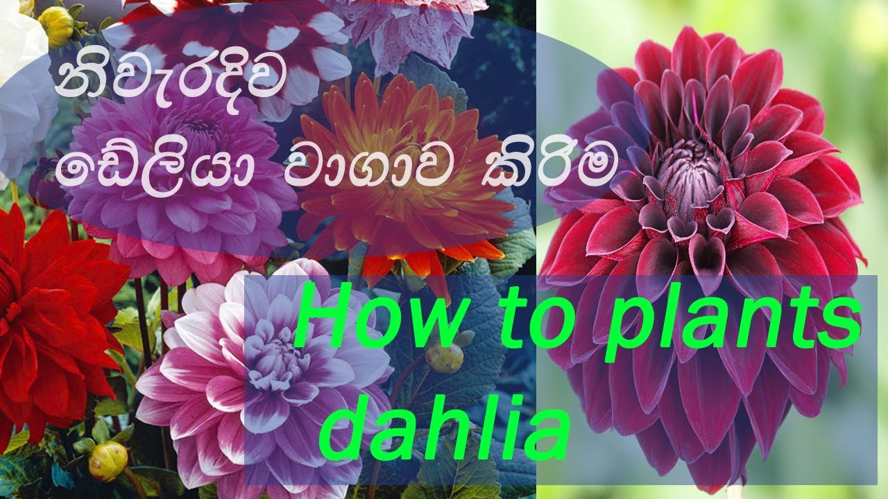 How to plants dahlia|How to plants flower|ඩේලියා පැළයක් සිටුවා ගන්නා ආකාරය|| deliver call 0760714402