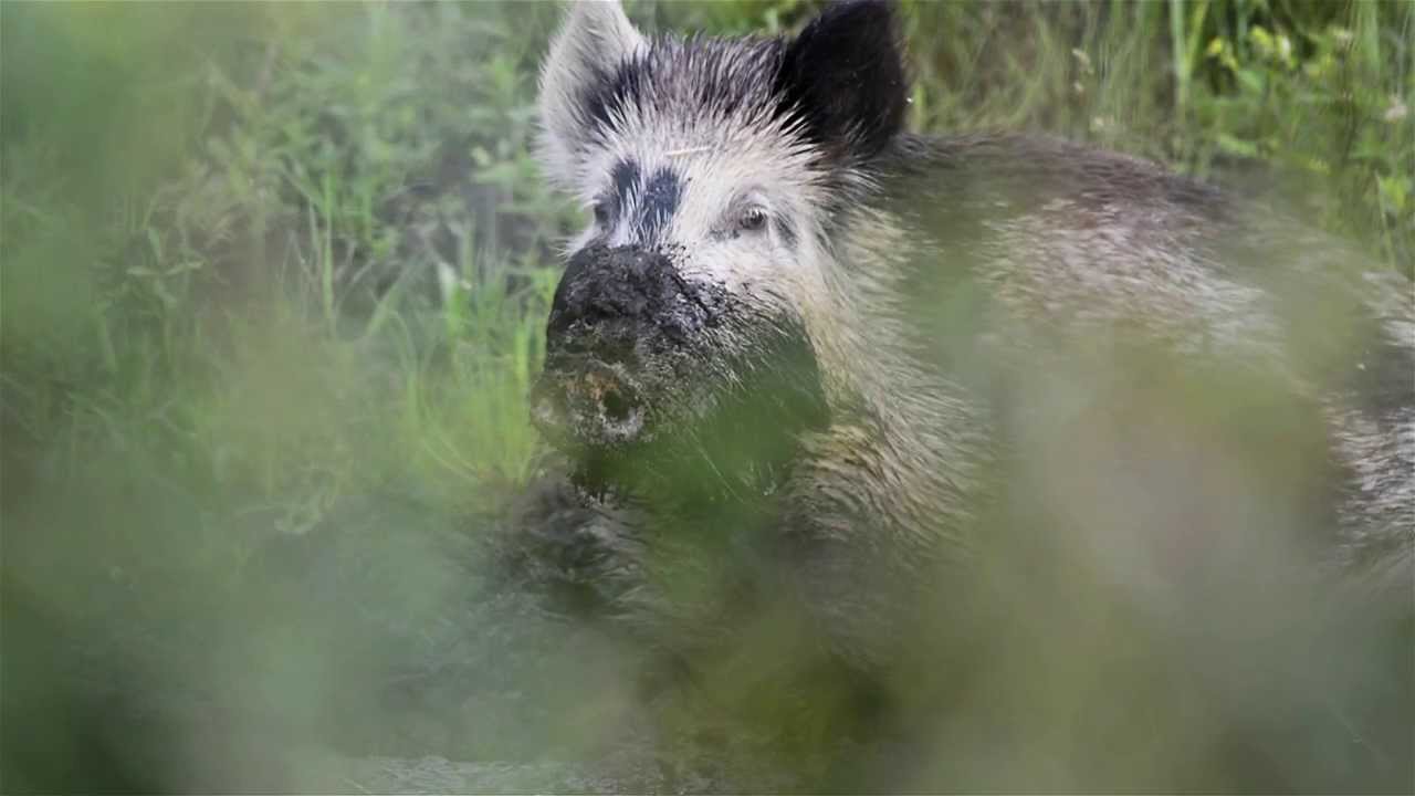 pastowany kaban Pawlaka - dzik / boar / sus scrofa