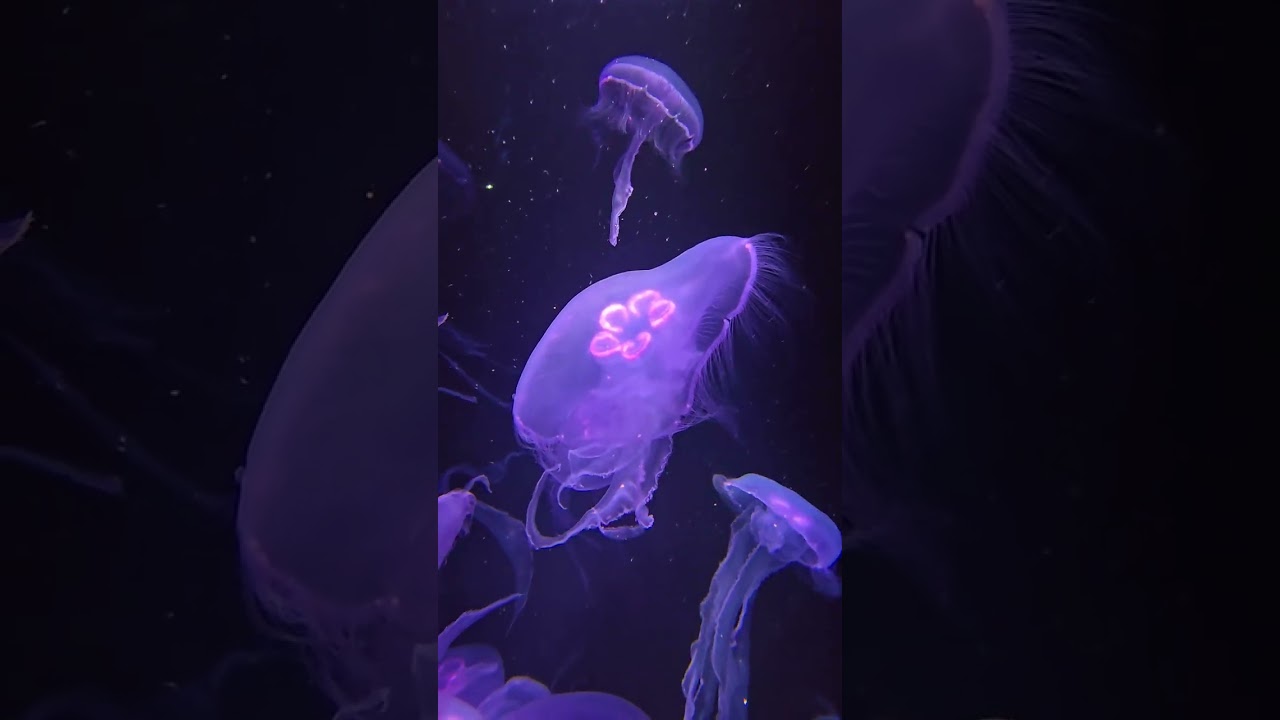 Montage of jellyfish 