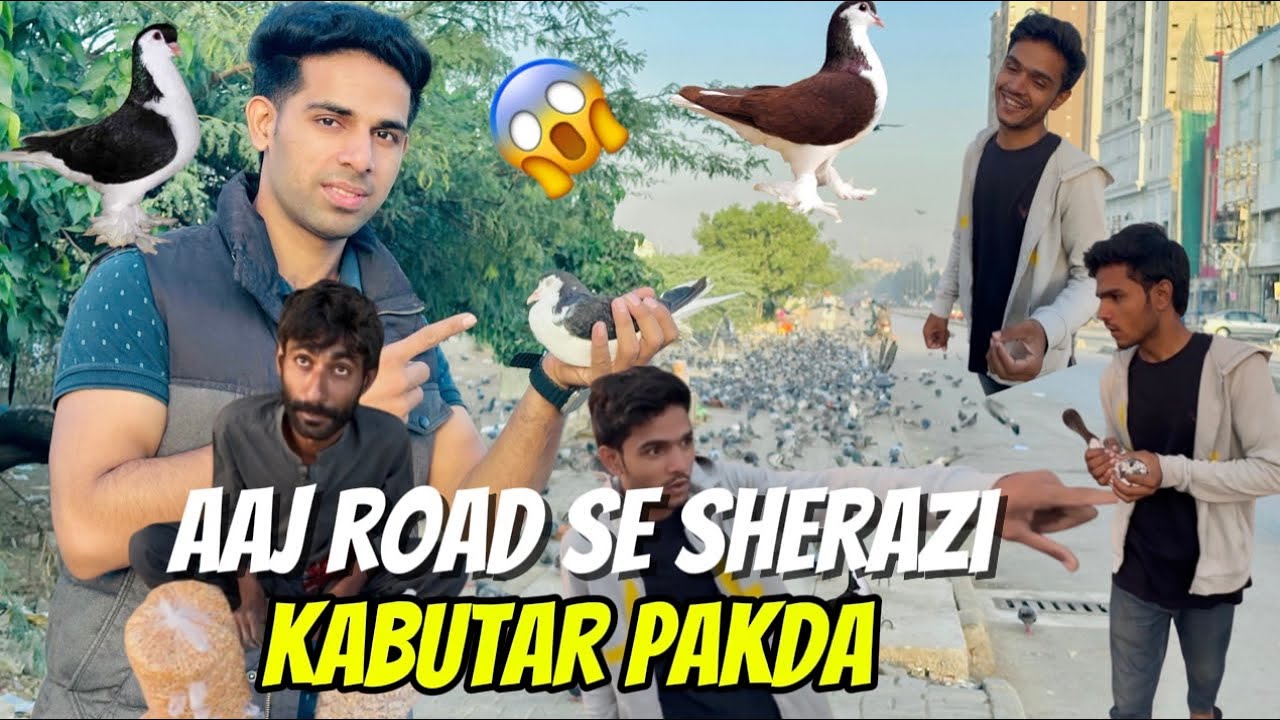 😱Aj road se Sherazi Kabutar Pakra 😍🕊️😲