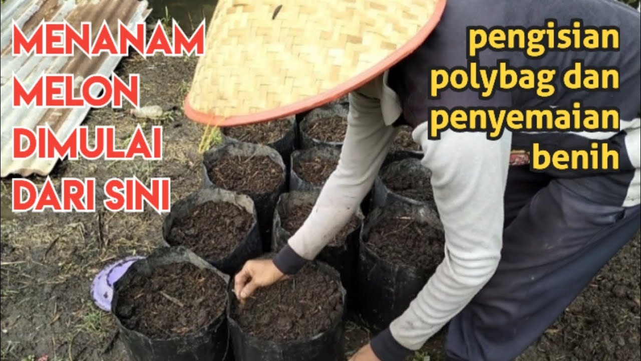 1. CARA MENANAM MELON DI POLYBAG - PENGISIAN POLYBAG DAN PENYEMAIAN BENIH (Part 1)