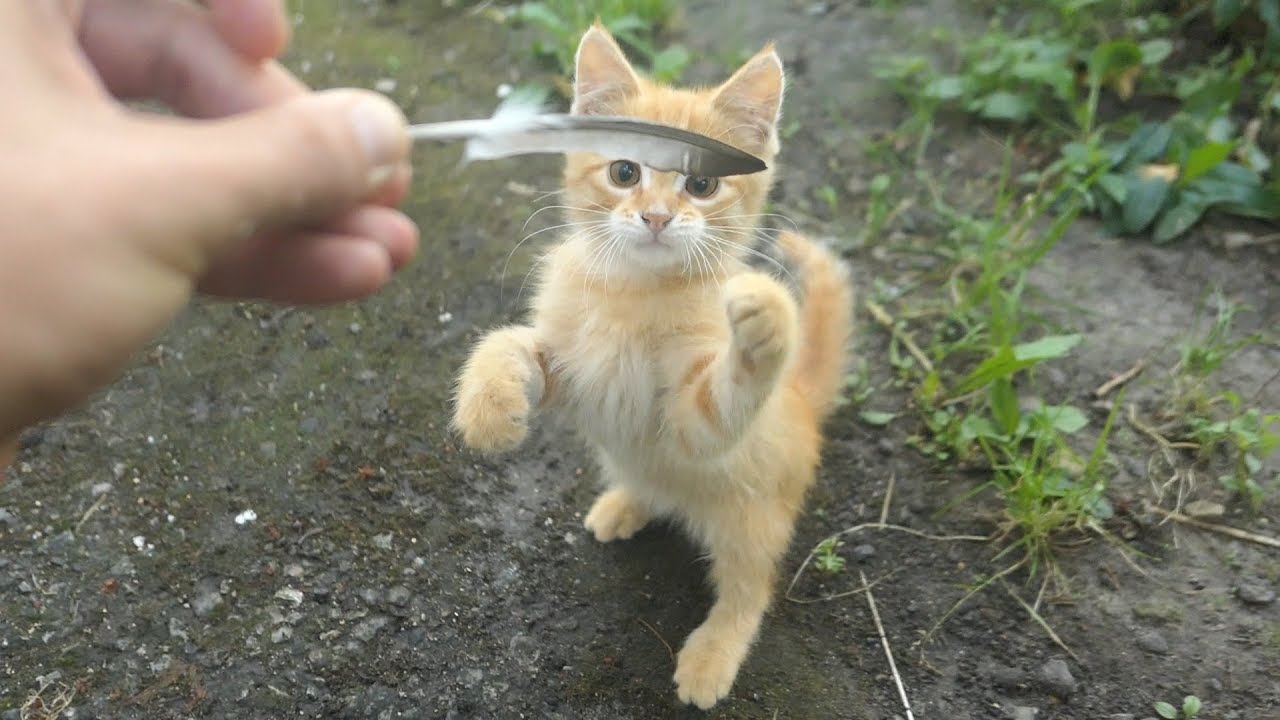 Kitten with a feather and many kittens want food