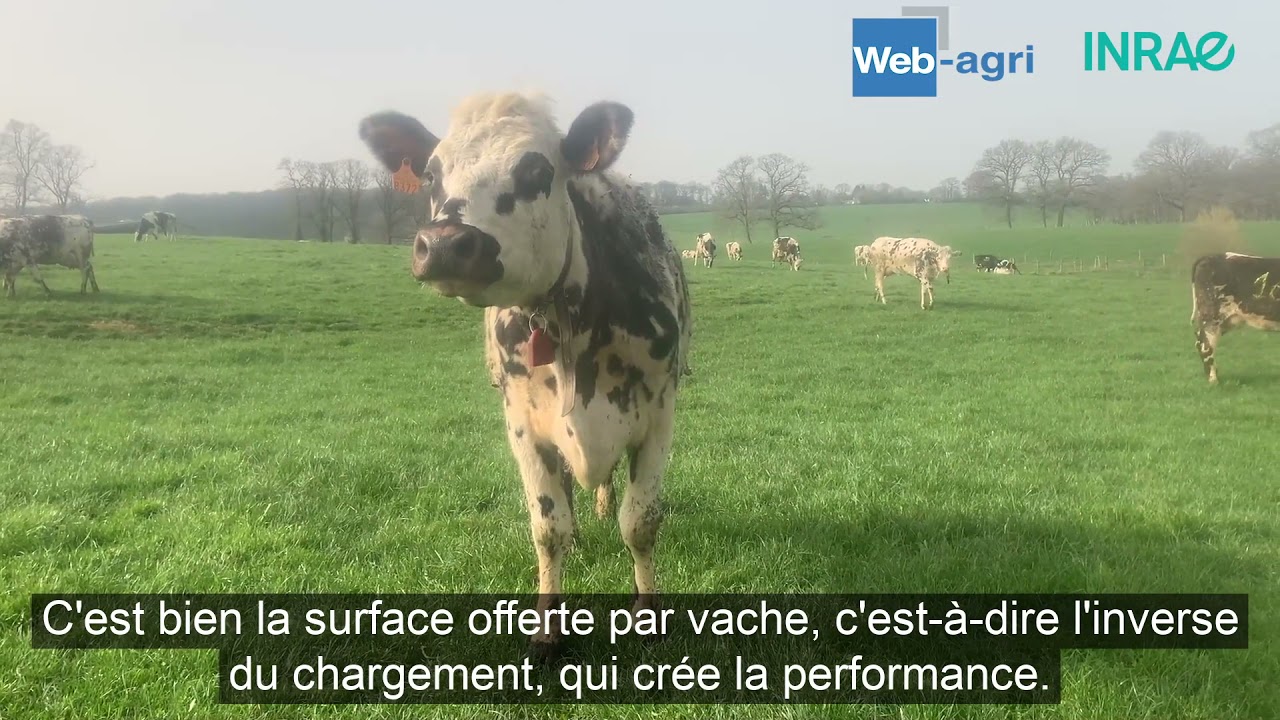 Un syst&egrave;me de p&acirc;turage tournant simplifi&eacute; mais efficace &agrave; l'Inrae du Pin (61)