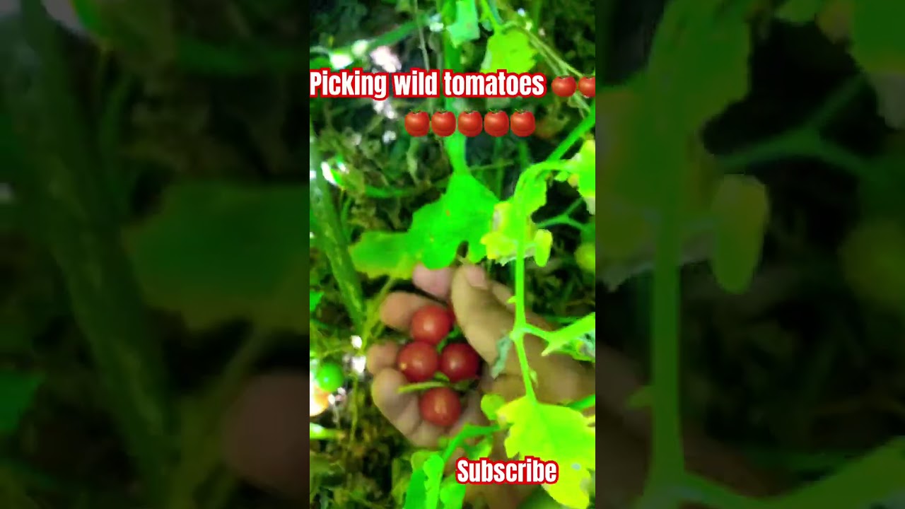 Picking wild tomatoes |desi tamatar |