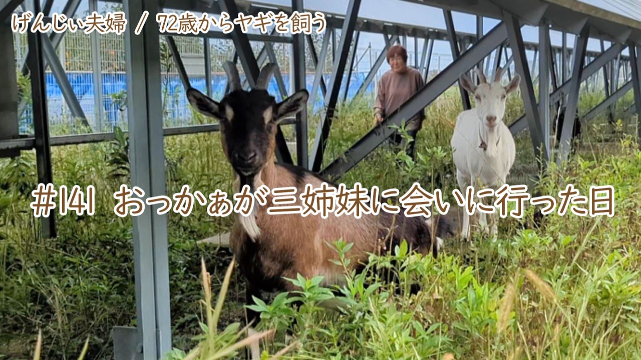 【79歳ヤギ飼い#4】ヤギたちを眺めのんびり過ごす時間「72歳からの楽しいシニアライフ#141」
