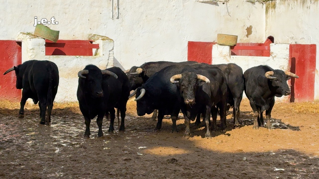 CORRIDA DE REJONES EN CASTELLÓN 09-03-2026 (SORTEO)