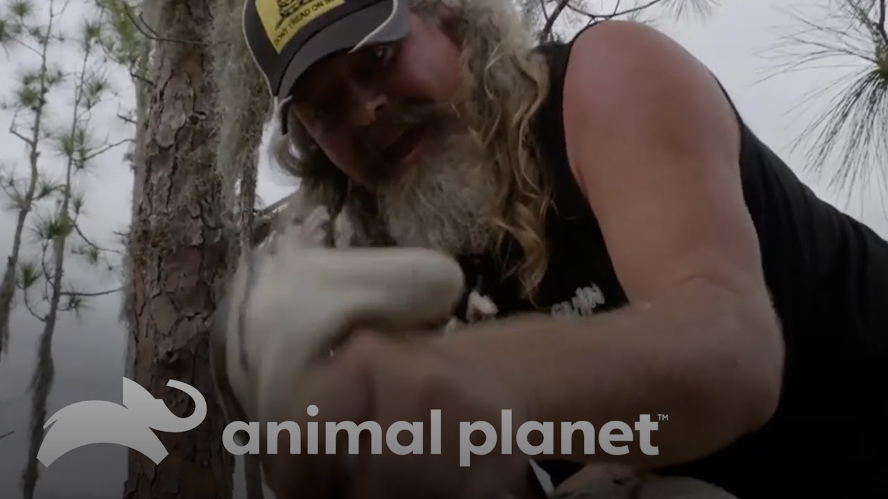 Ca&ccedil;adores enfrentam uma enorme serpente p&iacute;ton | Ca&ccedil;adores de P&iacute;tons | Animal Planet Brasil
