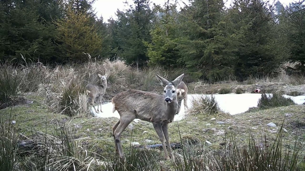 FOTOPAST MORAVA 13, 2 - 2025 #wildlife#forest#nature #myslivost#JAGD#woods#POLOWANIE#HUNTING#příroda