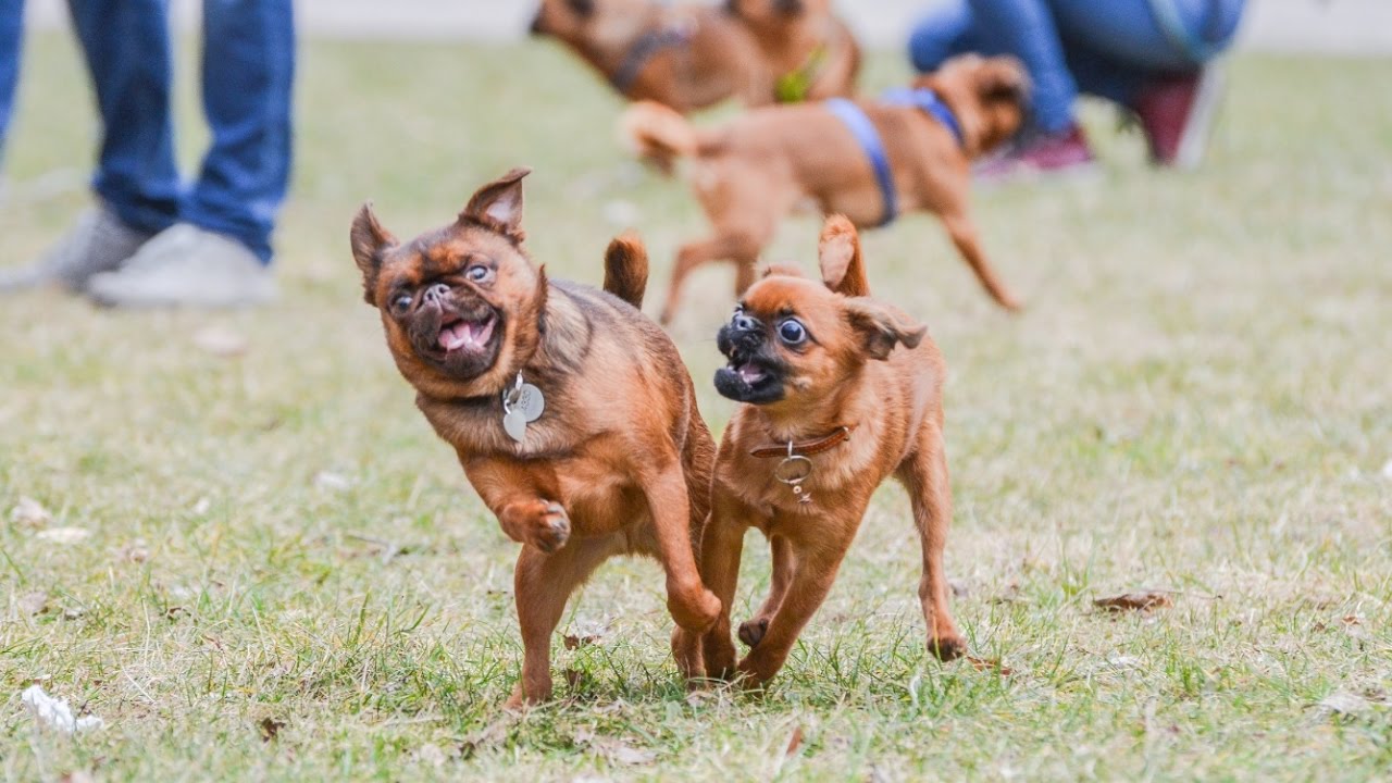 VELKÝ SRAZ GRIFONKŮ A BRABANTÍKŮ - PRAHA / Brussels Griffon in Prague / Czech Repubic