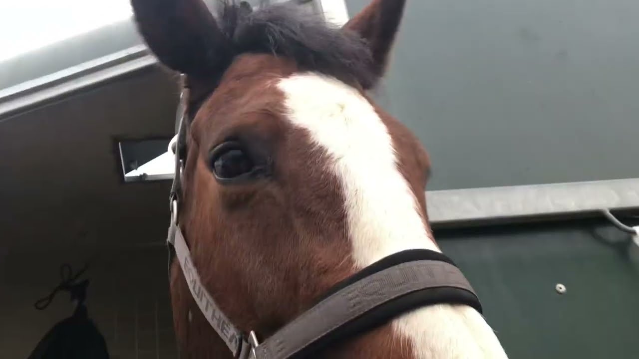 Vlog: Haras du Pin 85cm !!