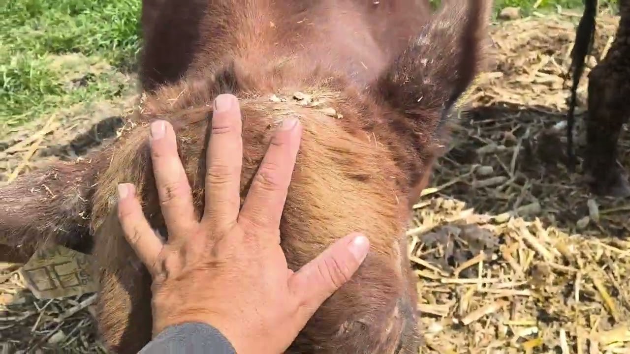 ¡¡ASI SE EXPRESA LA GENÉTICA A PURO PASTO!! 