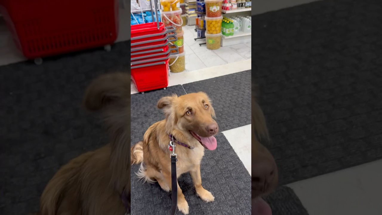 Jaja fait l&rsquo;&eacute;picerie/Juju is grocery shopping #chien #mignon #cute #dog #watch #short #shorts
