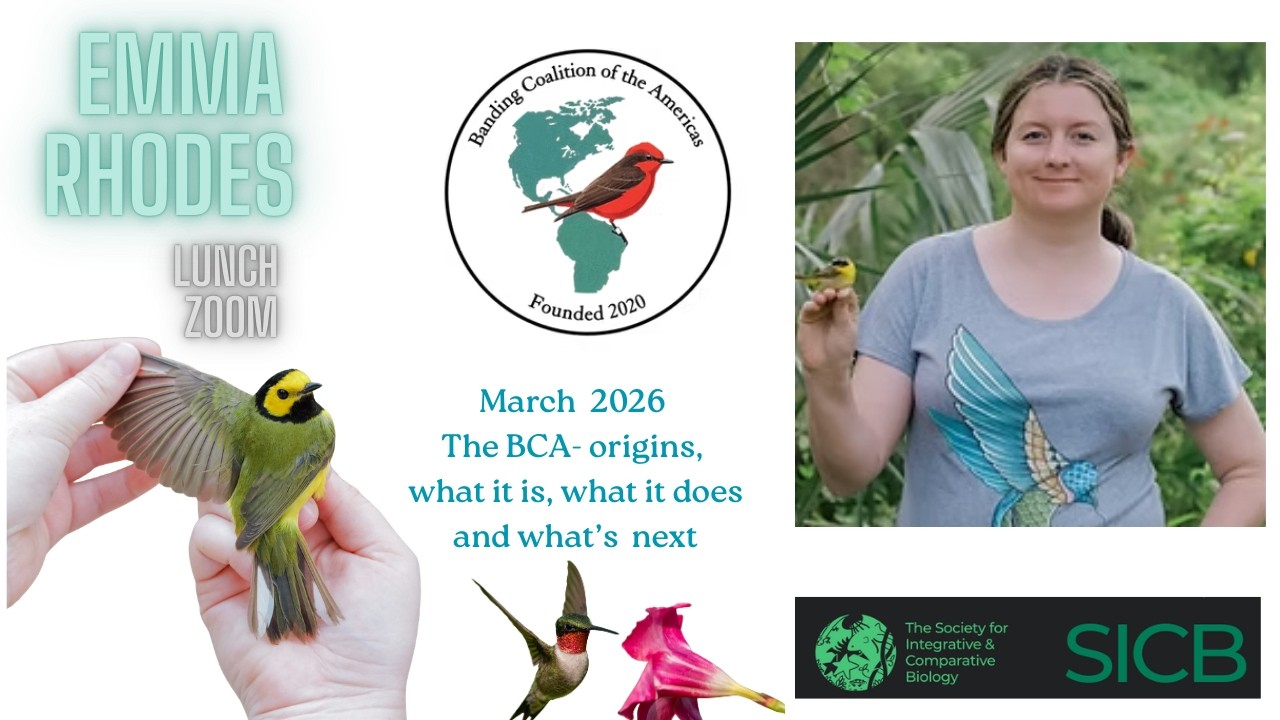 The BCA with Emma Rhodes ... wait?  hummingbirds are wearing backpacks now?