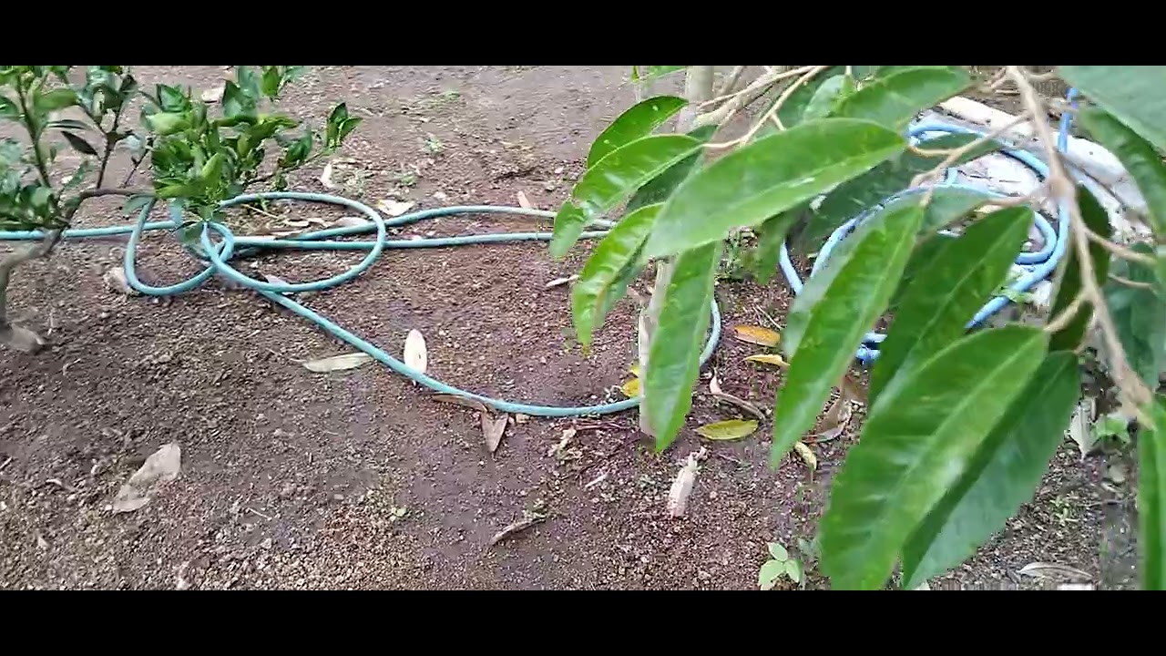 Durian puang manee dan duri hitam usia tanam 8 bulan