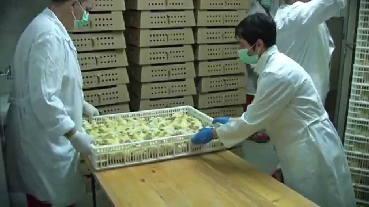 Agro Simpa Hatchery / Valionica pilića