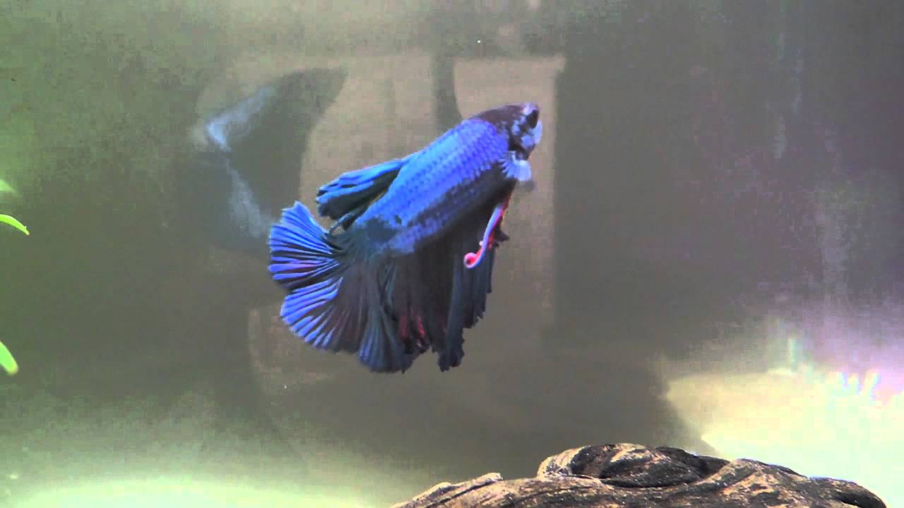 The beauty of Betta fish!