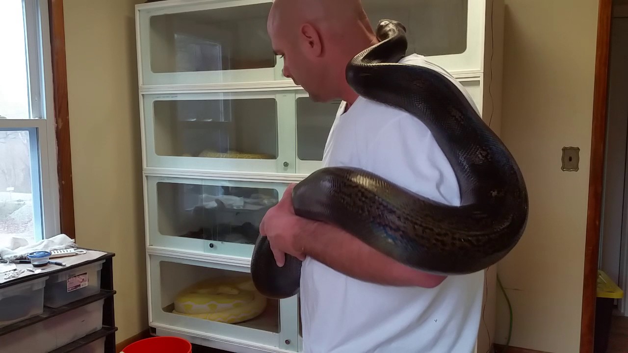 Reticulated Python Handling and Care
