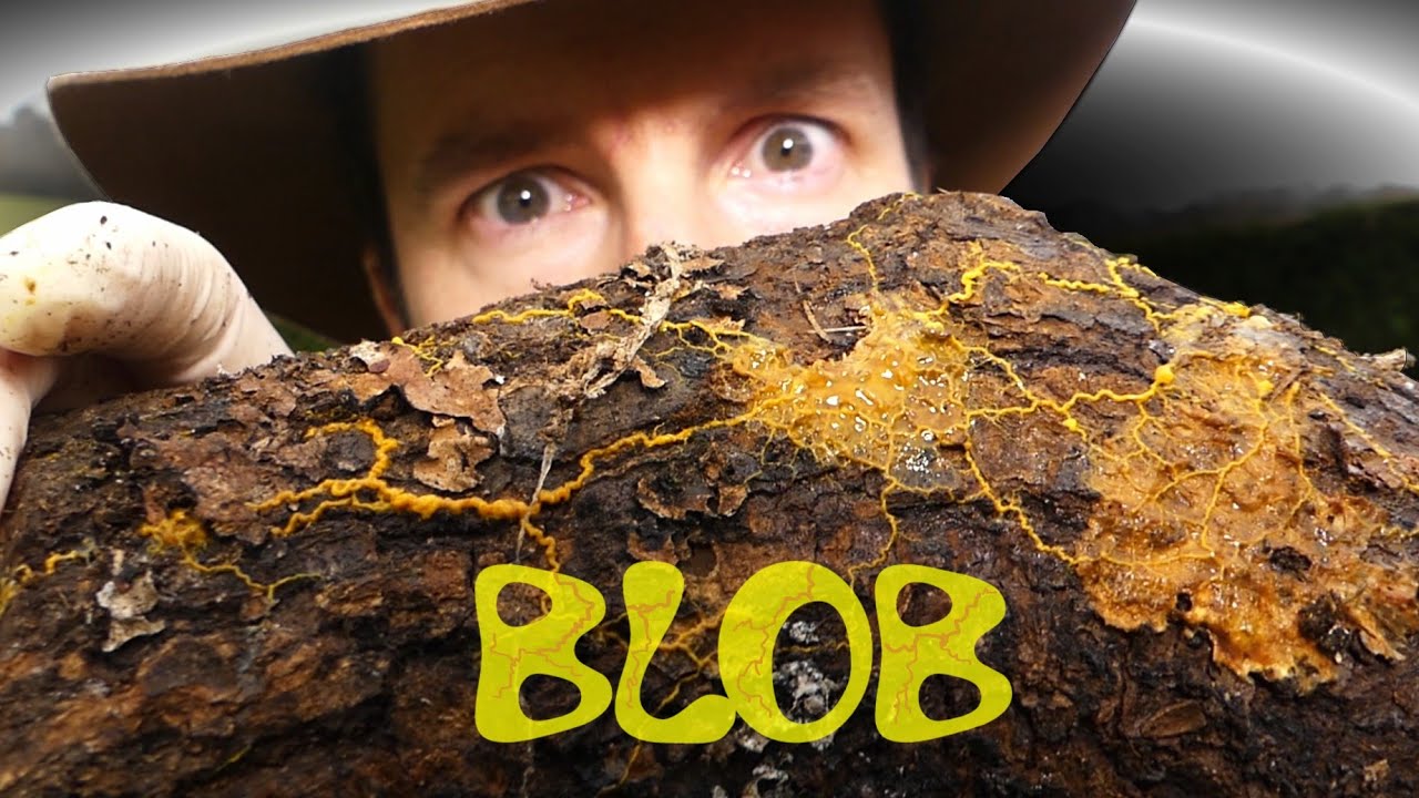 CHASSE AU BLOB SAUVAGE !!