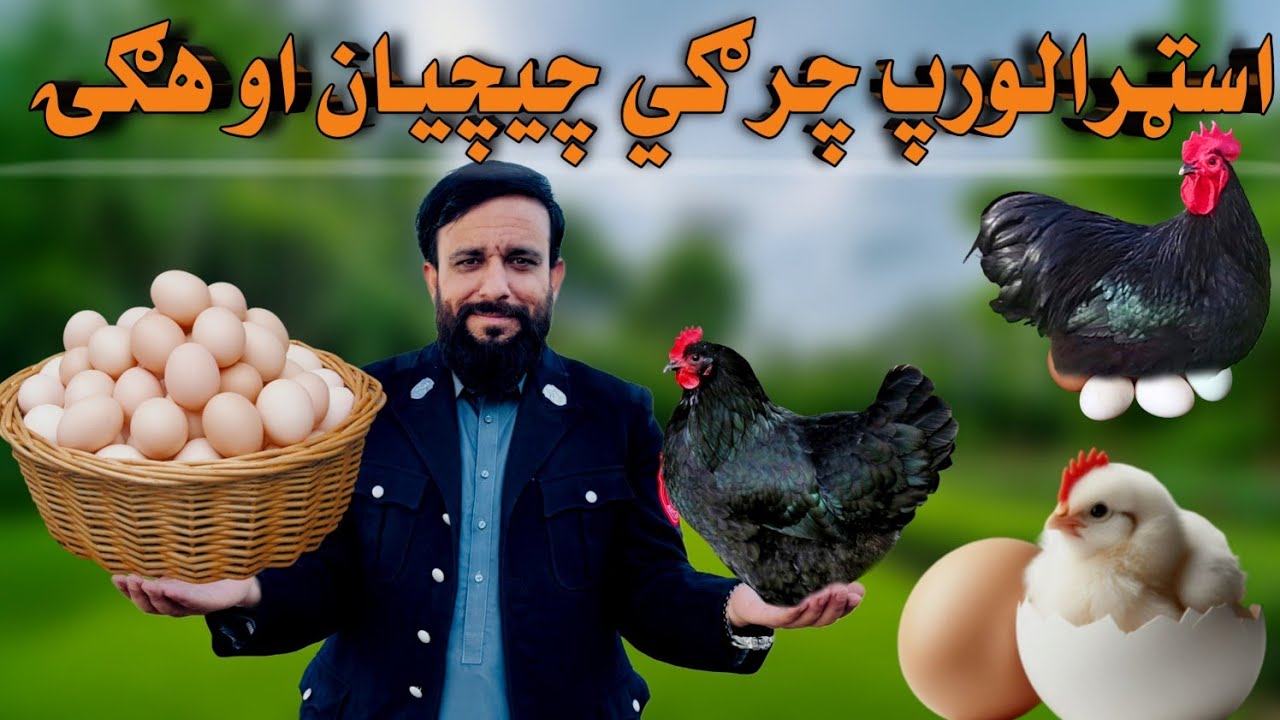 د هګۍ څخه چيچی بيا بيرته تر هګۍ پوري ټوله جريان 😍