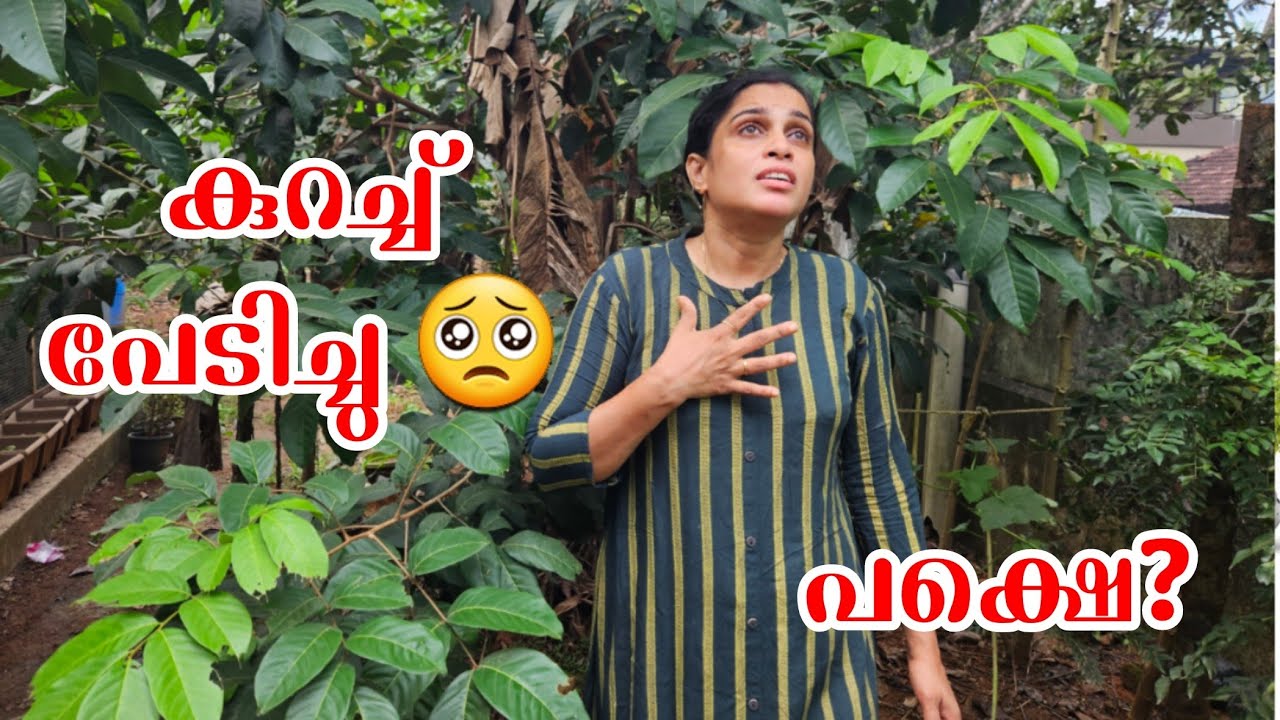 കുറച്ച് പേടിച്ചെങ്കിലും ആ സമയവും കടന്നുപോയി | ഈ ഒരു കറി മാത്രം മതി ഉച്ച ഊണ് ഉഷാർ ആവാൻ 👌 | Orange