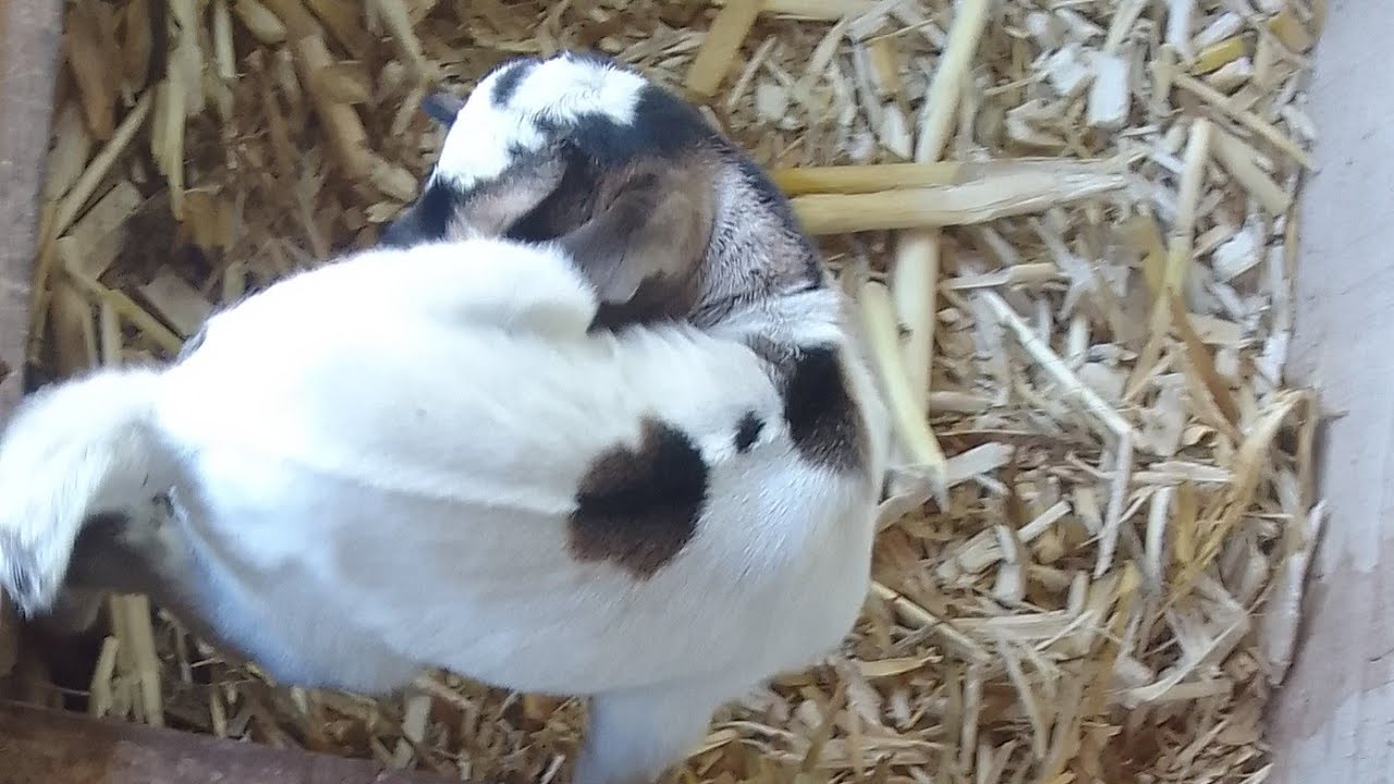 Goat Kids at Play — Live Cute Moments & Interaction 🐐💛