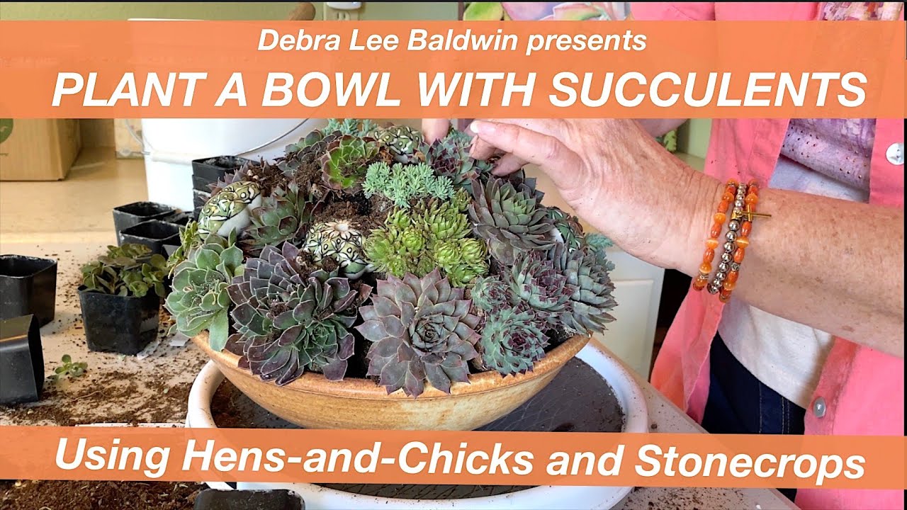 Make a Mounded Succulent Arrangement