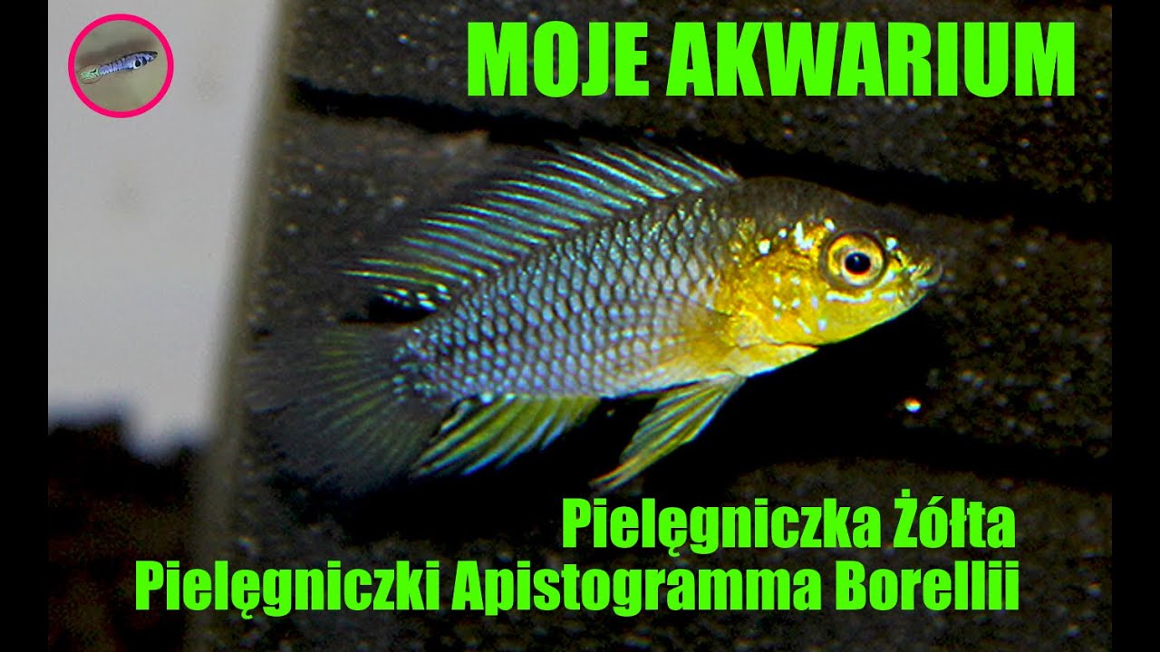 Pielęgniczki #Apistogramma Borelli '' Pielęgnicza Żółta '' Moje Akwarium - #Akwarystyka