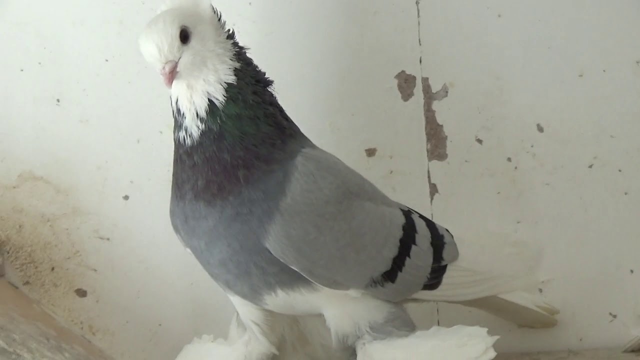 Tauben / Pigeons / Mои голуби/ Рассказываю про масть сизолысых голубей./ 17.03.19